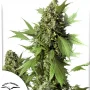 Семена конопли Auto Duck® от Dutch Passion